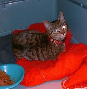 Meet your Posher, Kim